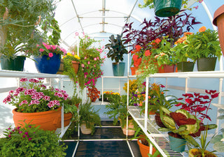 Solexx 8' x 8' x 8' Gardener's Oasis Greenhouse G-208